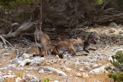 Kangaroo Island Luxury Small Group 'East End Explorer' Full Day Tour - Pubs Sydney 4