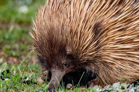Kangaroo Island Luxury Small Group 'East End Explorer' Full Day Tour - Pubs Sydney 5