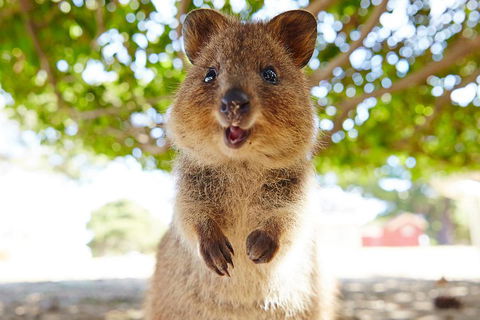 Discover Rottnest With Ferry & Bus Tour From Perth Or Fremantle - Pubs Sydney 0