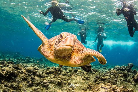 Great Barrier Reef Diving And Snorkeling Cruise From Cairns - Pubs Sydney 3