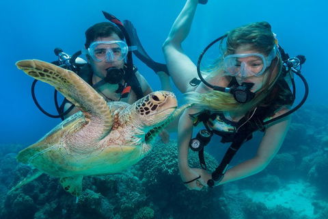 Great Barrier Reef Diving And Snorkeling Cruise From Cairns - Pubs Sydney 4