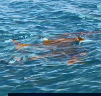 Roebuck Bay Snubfin Dolphin Cruise - Pubs Sydney