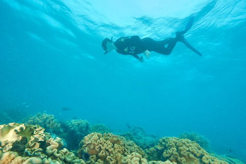 Ocean Freedom Great Barrier Reef Personal Luxury Snorkel & Dive Cruise, Cairns - Pubs Sydney 5