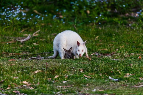 Bruny Island Traveller - Gourmet Tasting And Sightseeing Day Trip From Hobart - Pubs Sydney 3