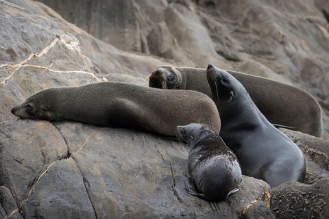 Kangaroo Island Ocean Safari - Snorkeling Safari - Pubs Sydney 0