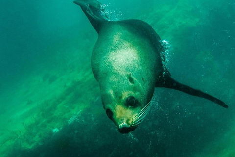Kangaroo Island Ocean Safari - Snorkeling Safari - Pubs Sydney 1