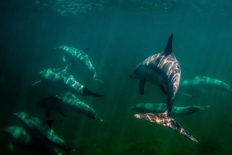 Kangaroo Island Ocean Safari - Snorkeling Safari - Pubs Sydney 2