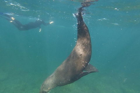 Kangaroo Island Ocean Safari - Snorkeling Safari - Pubs Sydney 3