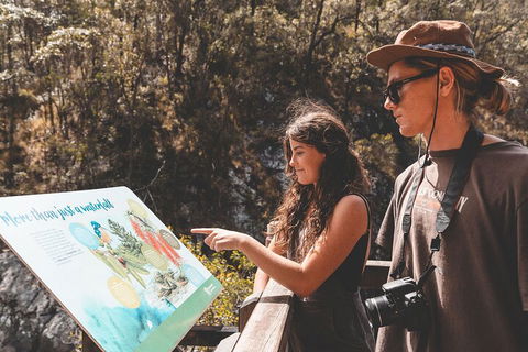 Springbrook AndTamborine Rainforest Tour Incl Natural Bridge And Glow Worm Cave - Pubs Sydney 0
