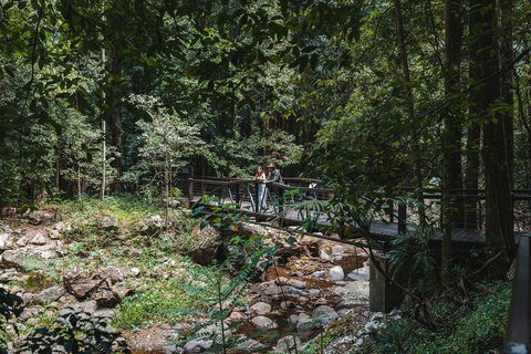 Springbrook AndTamborine Rainforest Tour Incl Natural Bridge And Glow Worm Cave - Pubs Sydney 3