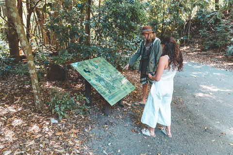 Springbrook AndTamborine Rainforest Tour Incl Natural Bridge And Glow Worm Cave - Pubs Sydney 5