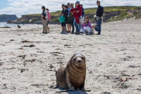 Kangaroo Island In A Day Tour From Adelaide - Pubs Sydney 0