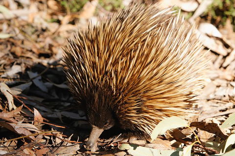 Kangaroo Island In A Day Tour From Adelaide - Pubs Sydney 2