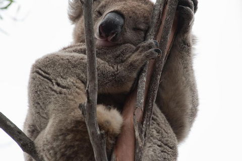 2-Day Kangaroo Island 4WD Small-Group Tour From Adelaide - Pubs Sydney 0