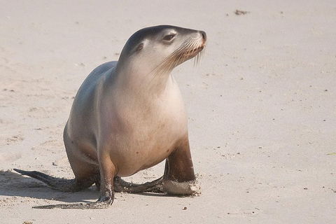 2-Day Kangaroo Island 4WD Small-Group Tour From Adelaide - Pubs Sydney 4