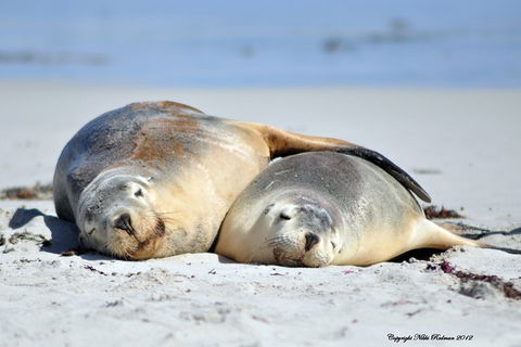 NEW TOUR - Kangaroo Island Road To Recovery Tour (1 Day/1 Night) - Pubs Sydney 1
