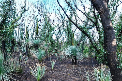 NEW TOUR - Kangaroo Island Road To Recovery Tour (1 Day/1 Night) - Pubs Sydney 3