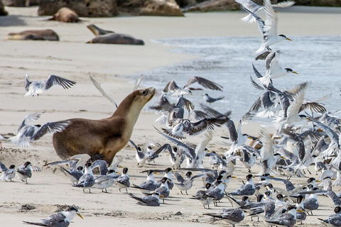 Full-Day Kangaroo Island Experience Departing From Kangaroo Island - Pubs Sydney 1