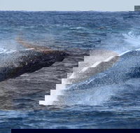 Whale Watching by Sea World Cruises - Pubs Sydney
