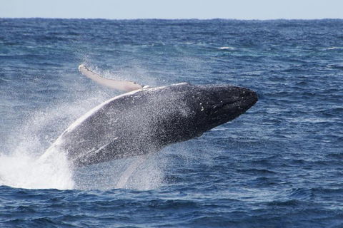 Whale Watching By Sea World Cruises - Pubs Sydney 0