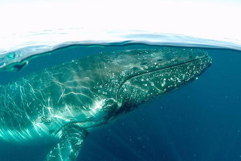 Whale Watching By Sea World Cruises - Pubs Sydney 2