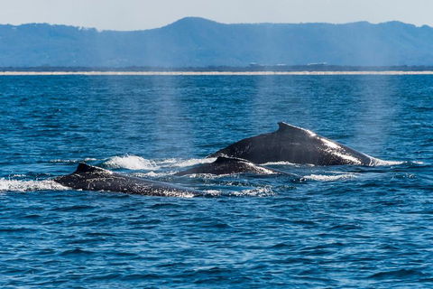 Whale Watching By Sea World Cruises - Pubs Sydney 4