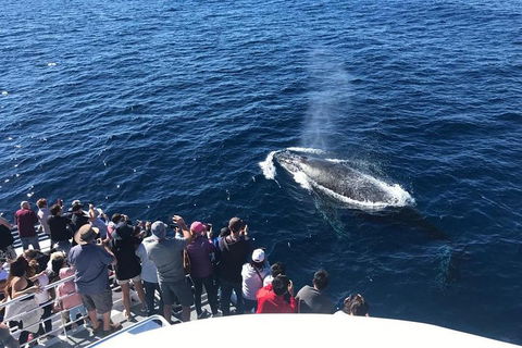 Whale Watching By Sea World Cruises - Pubs Sydney 5