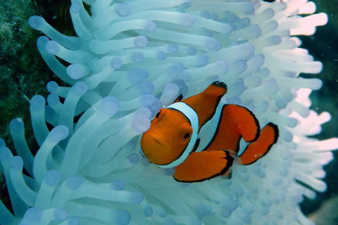 Seastar Luxury Outer Great Barrier Reef Island And Reef Tour From Cairns - Pubs Sydney 0