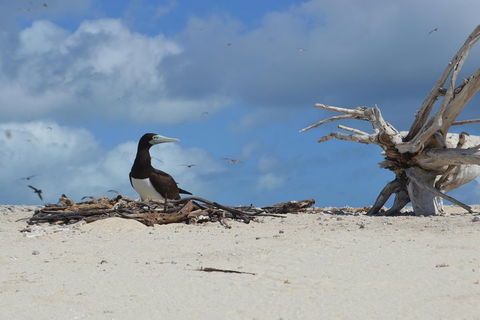 Seastar Luxury Outer Great Barrier Reef Island And Reef Tour From Cairns - Pubs Sydney 1