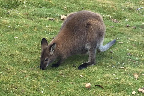 Cradle Mountain Day Tour From Launceston Including Lunch - Pubs Sydney 5