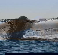 Sydney Whale-Watching Cruise Including Lunch or Breakfast - Pubs Sydney