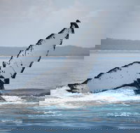 Hervey Bay Whale Watching Cruise - Pubs Sydney