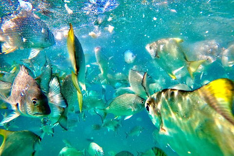 Moreton Island Day Trip (Kayak, Snorkel & Sandboard) Frm Brisbane Or Gold Coast - Pubs Sydney 1