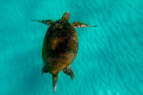 2-Day Moreton Island Tour From Brisbane Or Gold Coast With Optional Nighttime Kayaking - Pubs Sydney 5