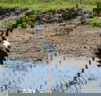 Darwin to Kakadu Day Trip by Air Including Yellow Water Cruise - Pubs Sydney