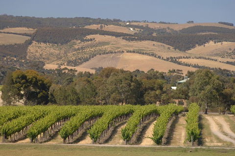 McLaren Vale And Glenelg Wine Tasting And Sightseeing (Half-day Afternoon) - Pubs Sydney 2