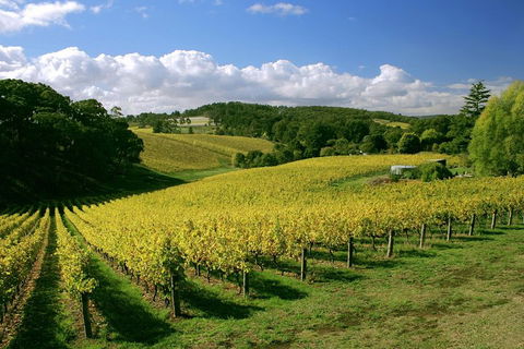 McLaren Vale And Glenelg Wine Tasting And Sightseeing (Half-day Afternoon) - Pubs Sydney 4
