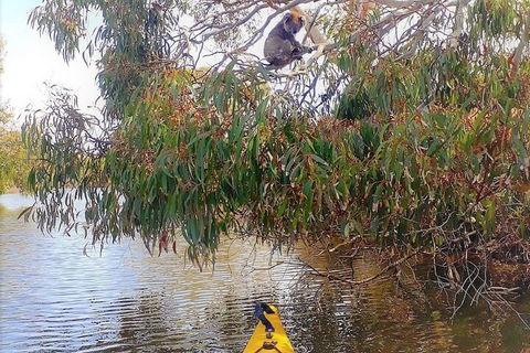 Kangaroo Island Self-Guided Kayaking On The Harriet River - Pubs Sydney 4