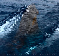 Phillip Island Whale Watching Tour - Pubs Sydney