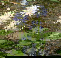 Yellow Water Cruise - Kakadu - Pubs Sydney