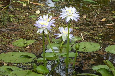 Yellow Water Cruise - Kakadu - Pubs Sydney 0