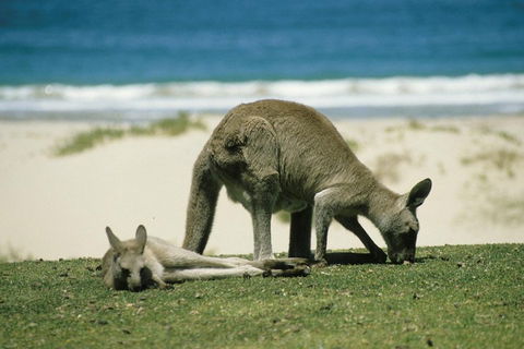 Great Ocean Road Highlights Tour - 2 Days, 1 Night - Pubs Sydney 2