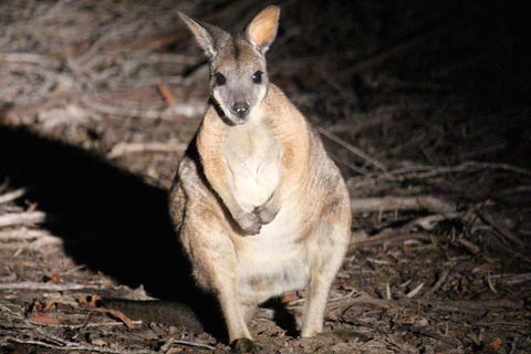 Small-Group Kangaroo Island 4WD Night Tour - Pubs Sydney 3