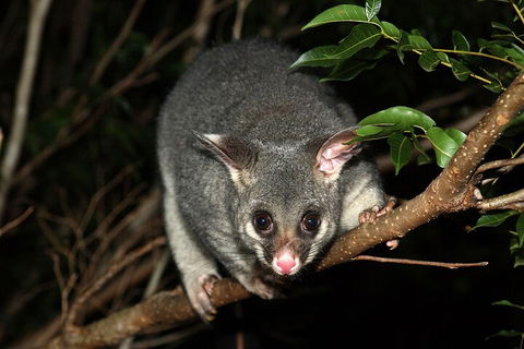 Small-Group Kangaroo Island 4WD Night Tour - Pubs Sydney 5