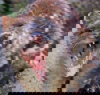 After Dark Tasmanian Devil Feeding Tour at Cradle Mountain - Pubs Sydney