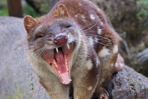 After Dark Tasmanian Devil Feeding Tour At Cradle Mountain - Pubs Sydney 0