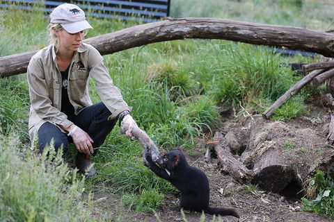 After Dark Tasmanian Devil Feeding Tour At Cradle Mountain - Pubs Sydney 1
