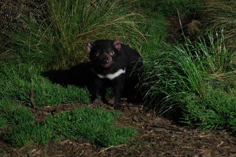 After Dark Tasmanian Devil Feeding Tour At Cradle Mountain - Pubs Sydney 4