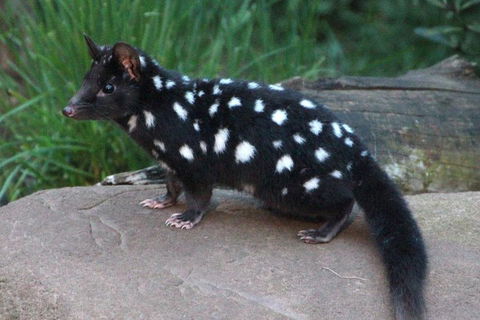 After Dark Tasmanian Devil Feeding Tour At Cradle Mountain - Pubs Sydney 5
