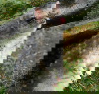 1-Hour Tasmanian Devil Feeding Day Tour at Cradle Mountain - Pubs Sydney